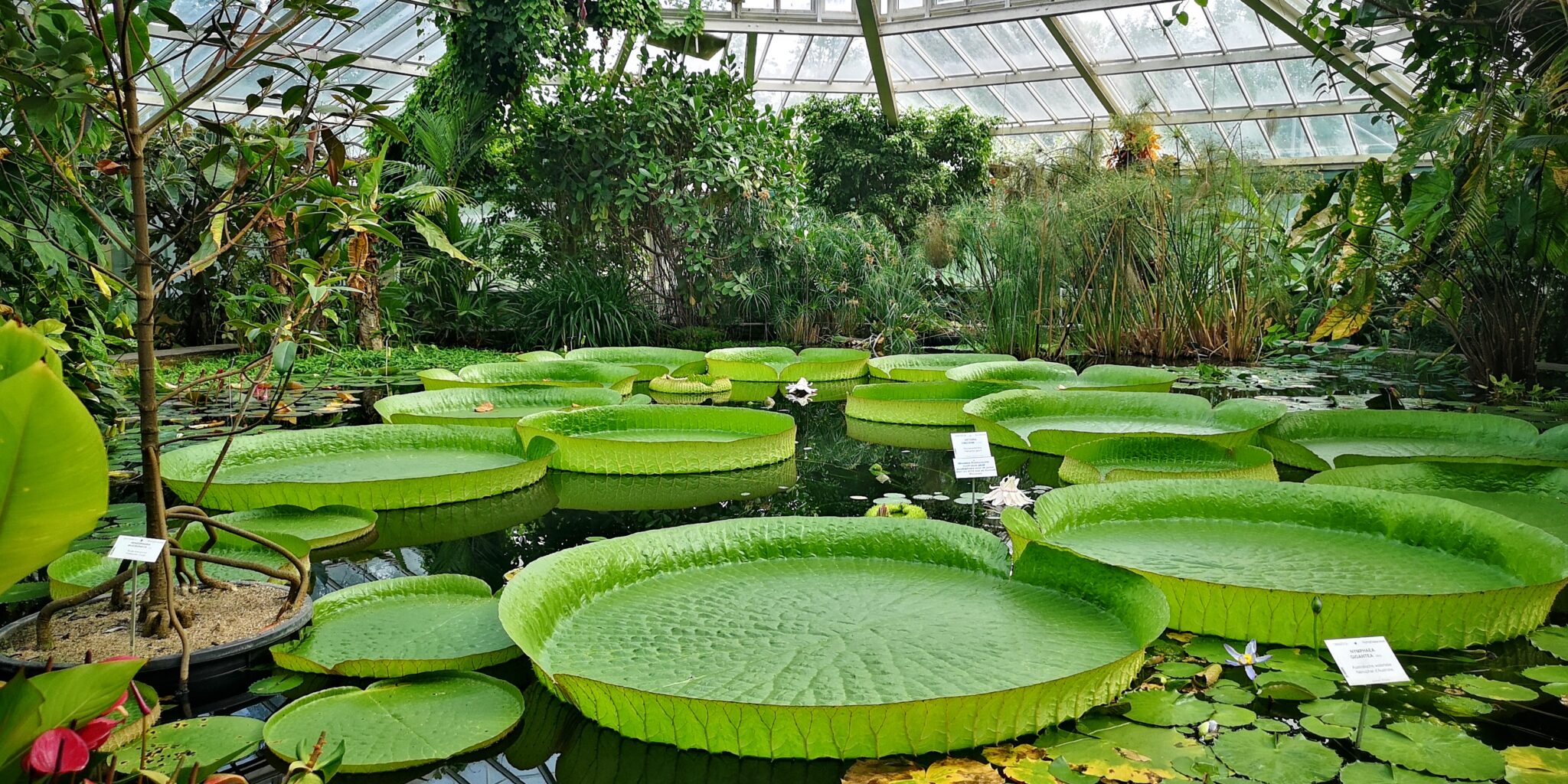 The Wonderful Botanical Garden In Meise Nourishing Grounds