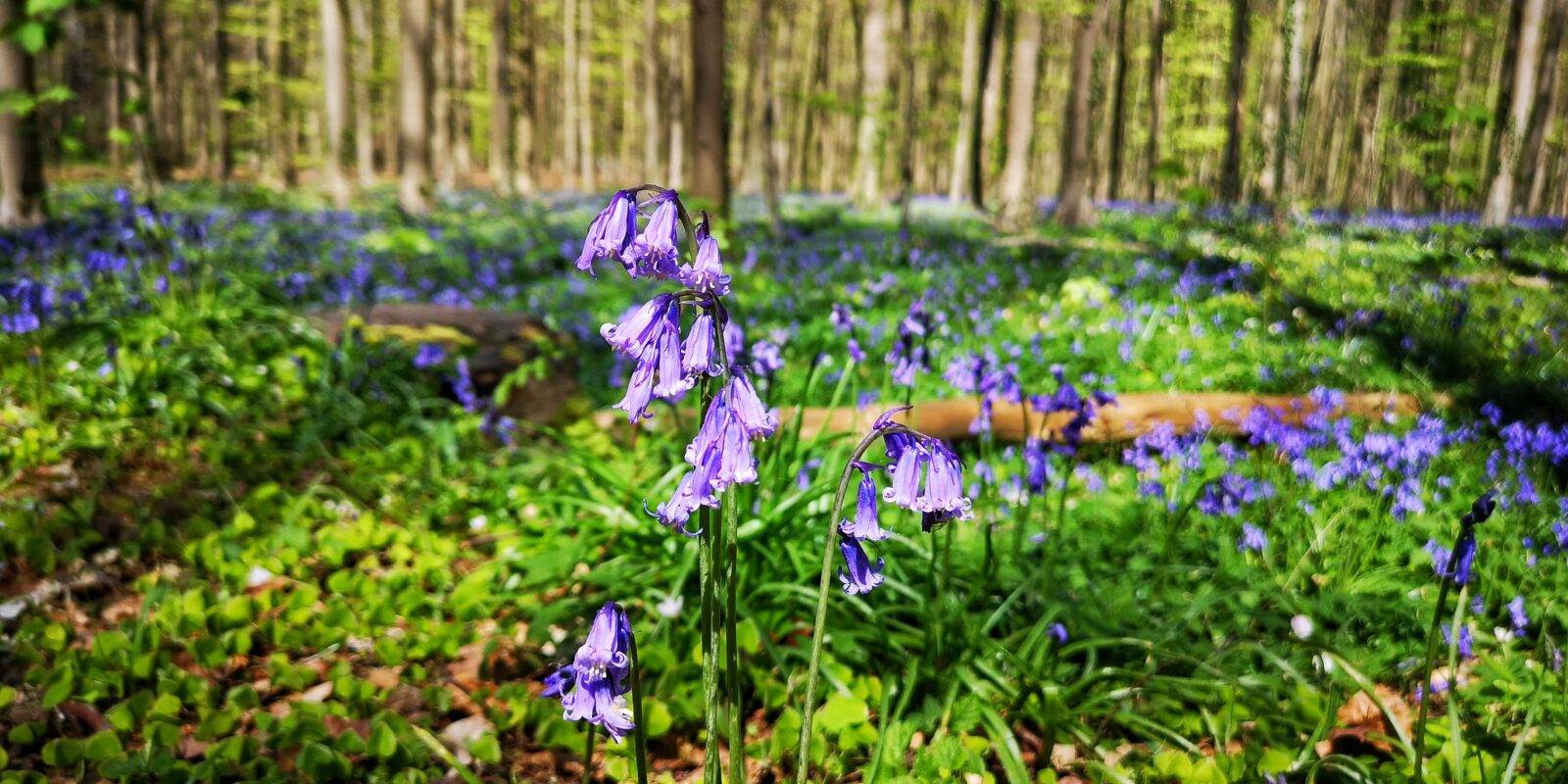 Bluebells Hallerbos