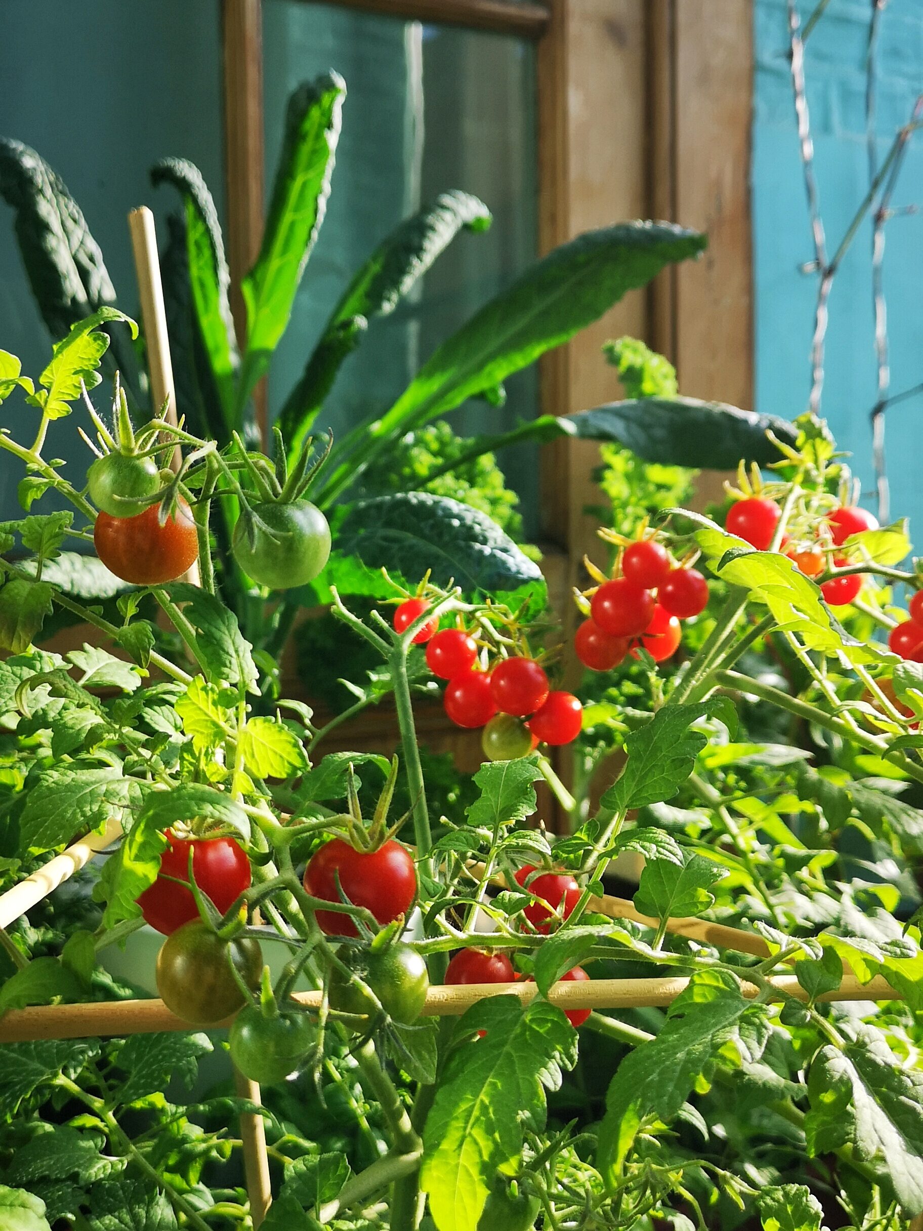 Abundant tomato plants and Cavolo Nero (kale).