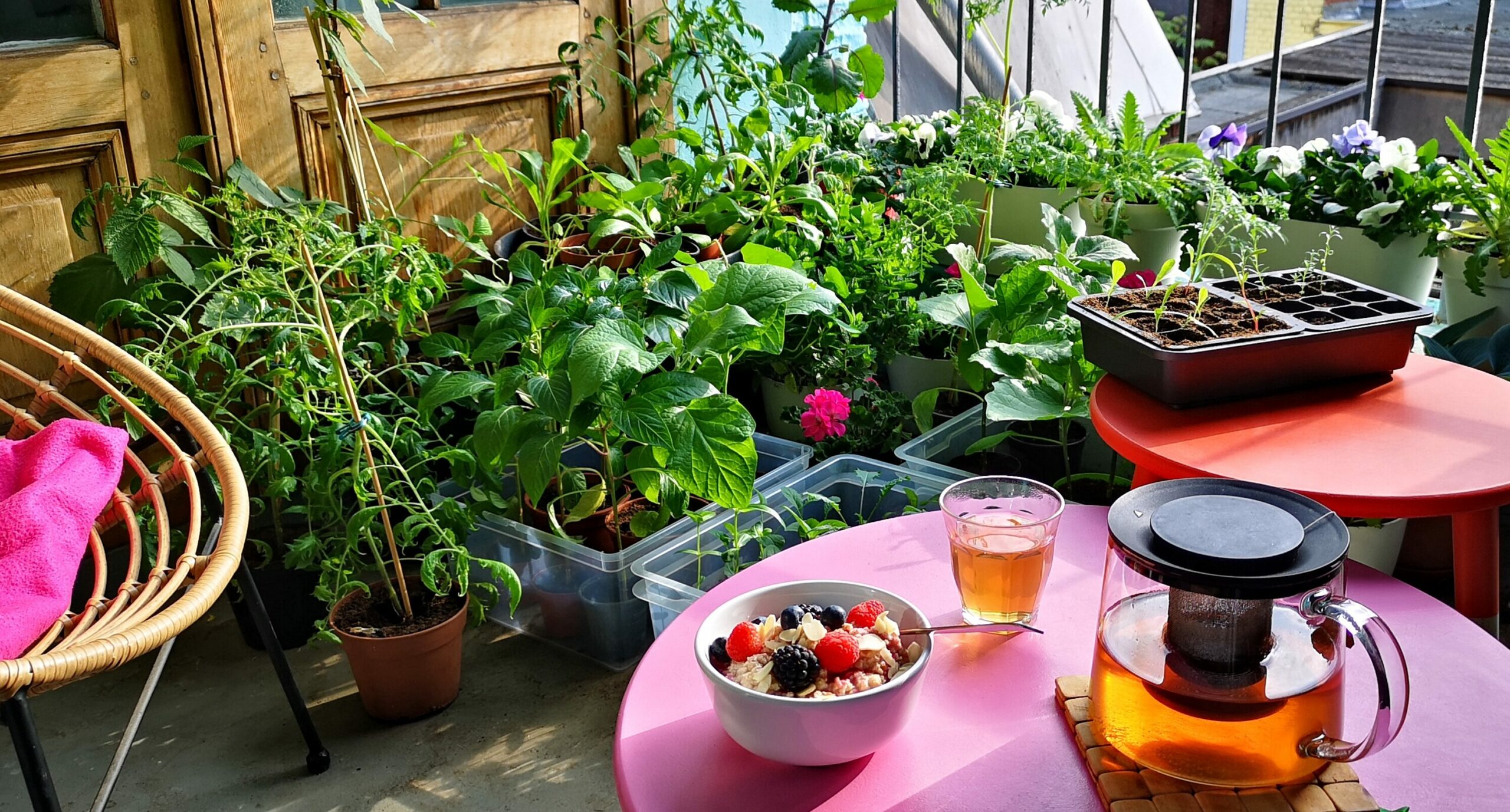 Breakfast on the balcony with the plant family
