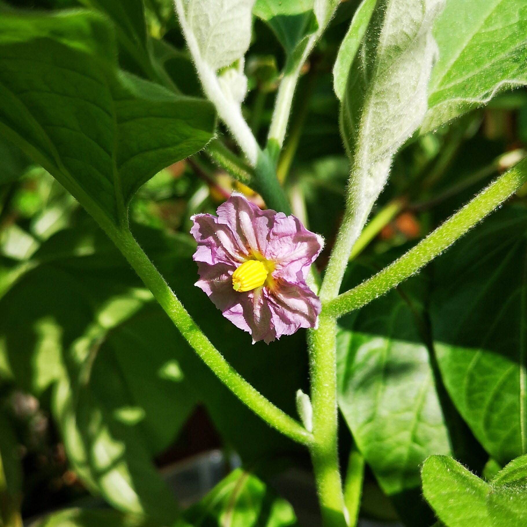 First bloom of the Pinstripe Aubergine