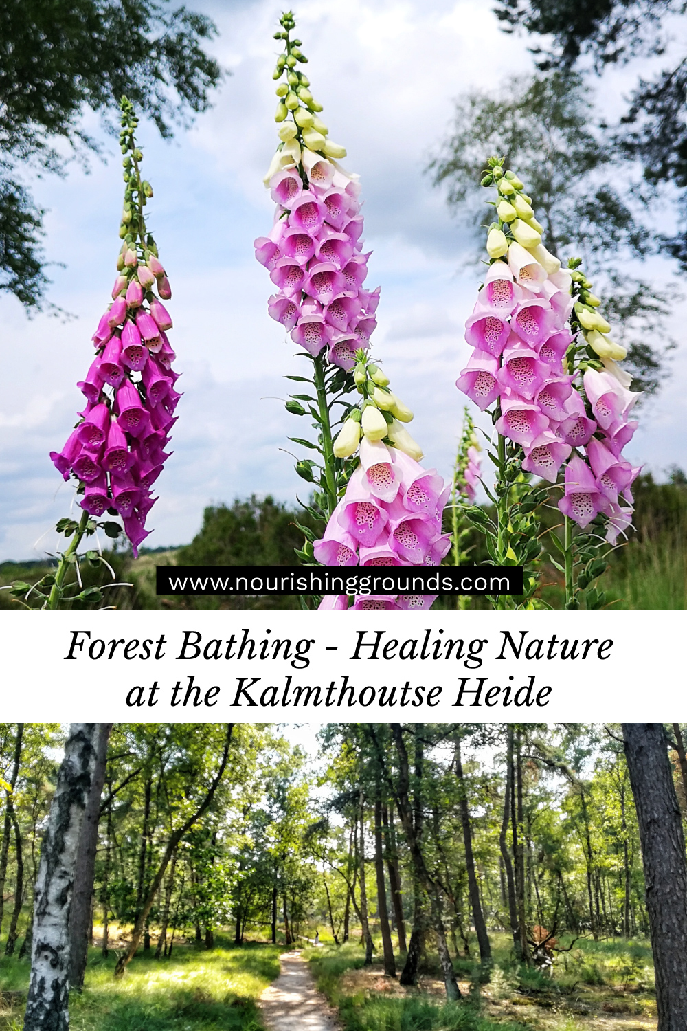 Forest Bathing - Healing Nature at the Kalmthoutse Heide