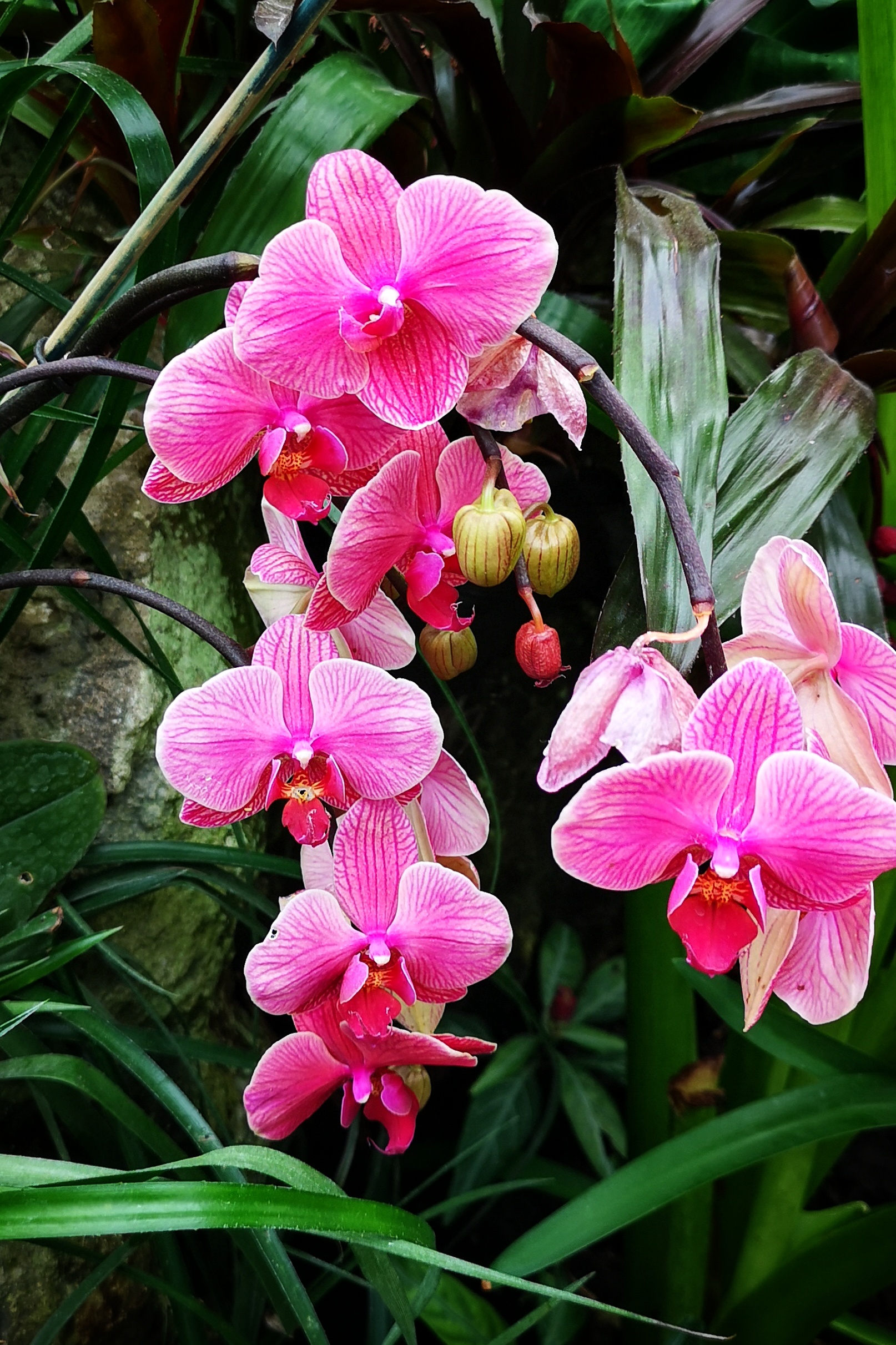 A Visit To The Great Royal Greenhouses Of Laeken - Nourishing Grounds