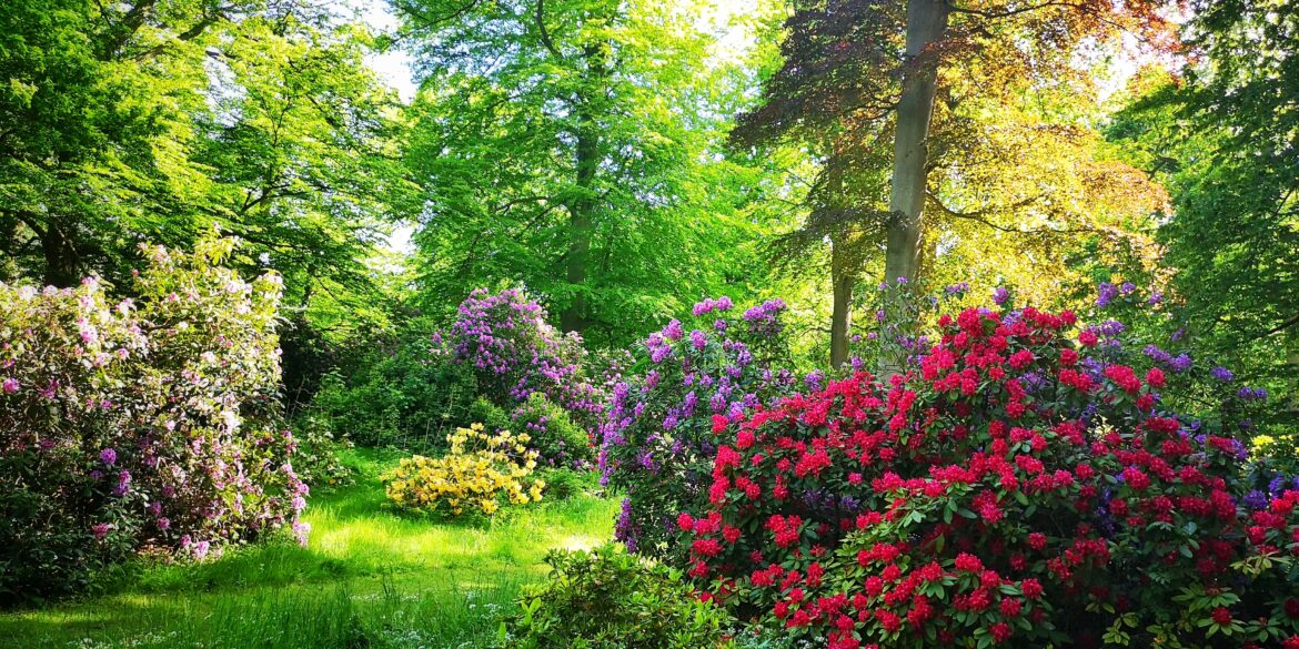 Botanical garden Meise - Rhododendron forest
