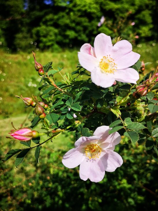 Botanical Garden Meise - Rose garden - wild roses