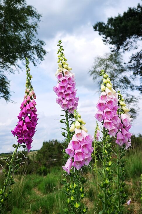 foxglove in the Kalmthoutse Heide - taking in the beauty of nature while forest bathing
