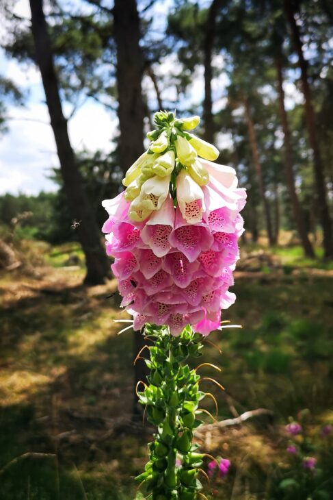 foxglove in the Kalmthoutse Heide - taking in the beauty of nature while forest bathing