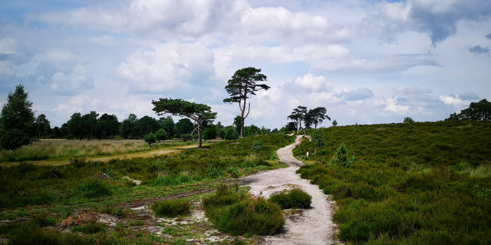 Kalmthoutse Heide