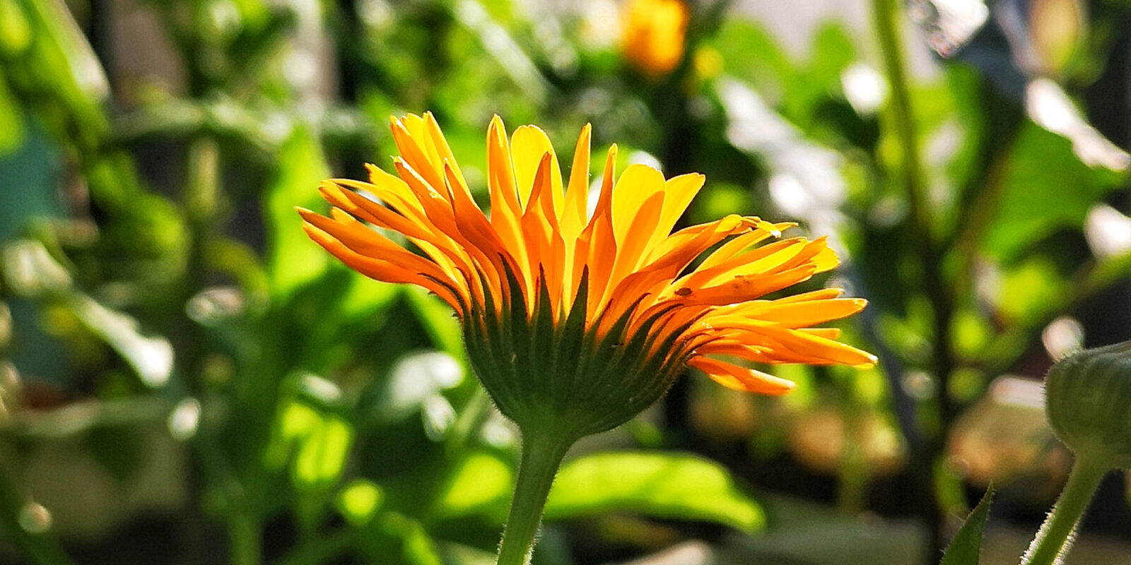 calendula