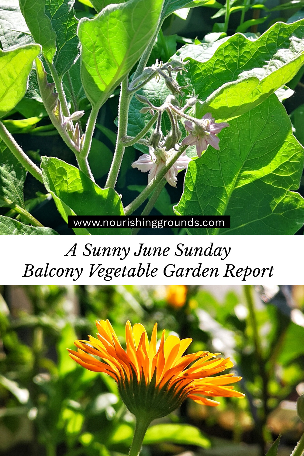 June Garden Report
