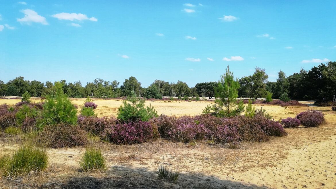 The Kalmthoutse Heide with the heather in bloom
