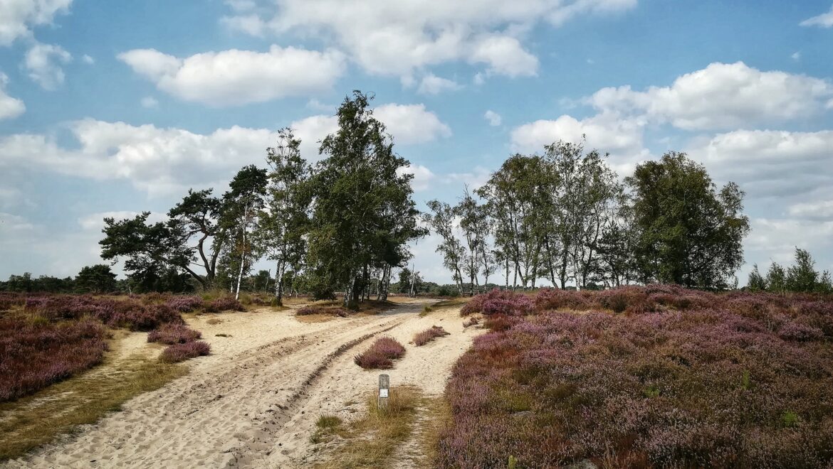 The Kalmthoutse Heide at the end of summer with the heather in bloom