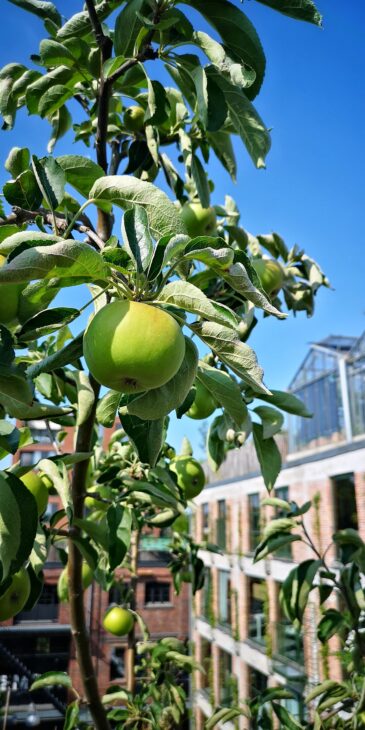 PAKT rooftop garden - apple tree