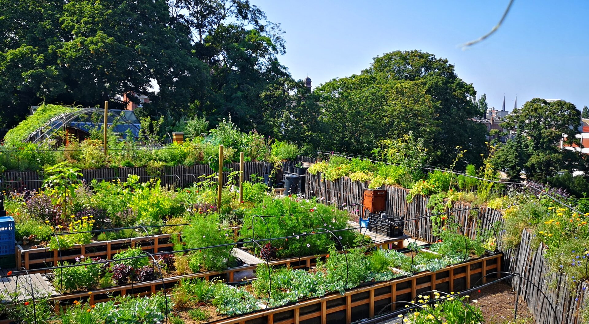 The Amazing Rooftop Vegetable Garden of PAKT - Nourishing Grounds