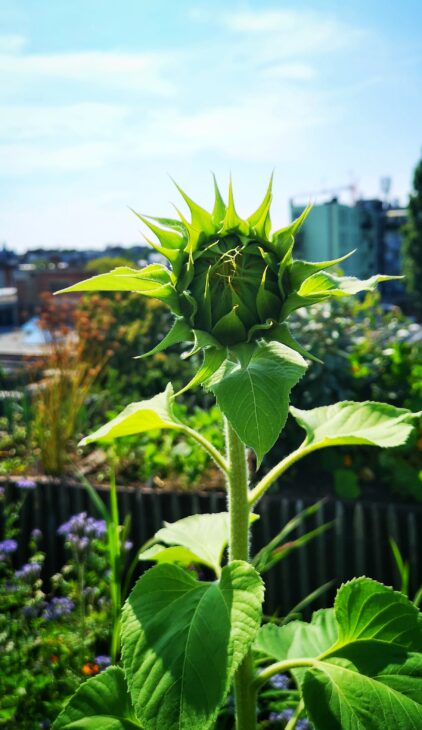 PAKT rooftop garden - sunflower