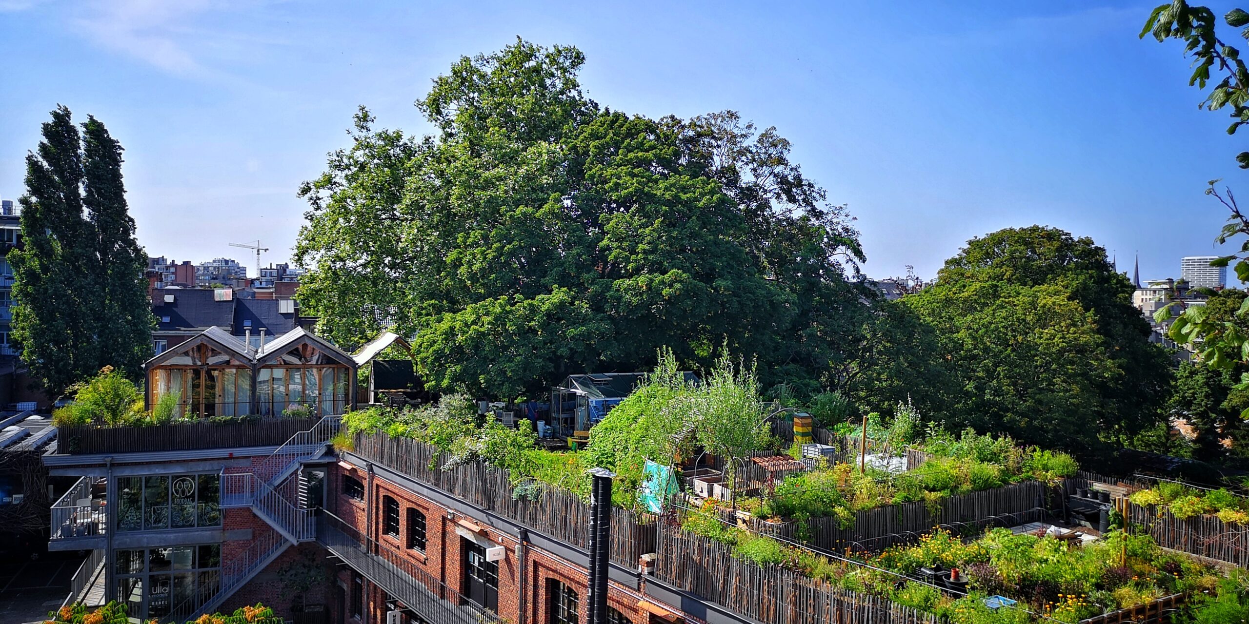 The Amazing Rooftop Vegetable Garden of PAKT