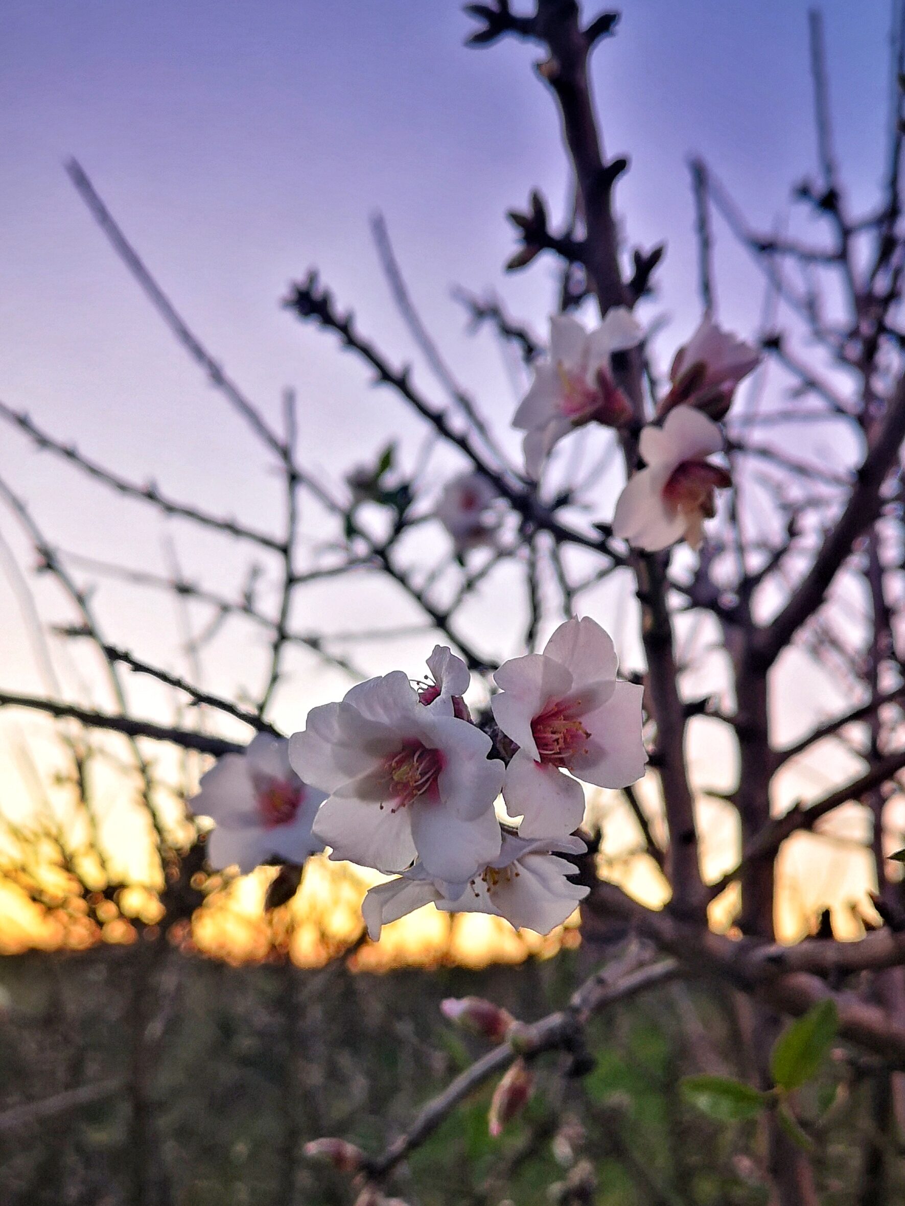 almond blossoms in the sunrise in Portimão, Portugal