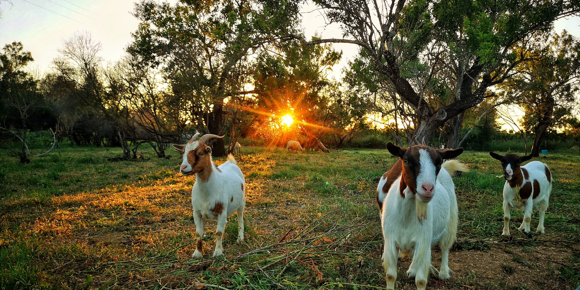 Quinta Pomar goats