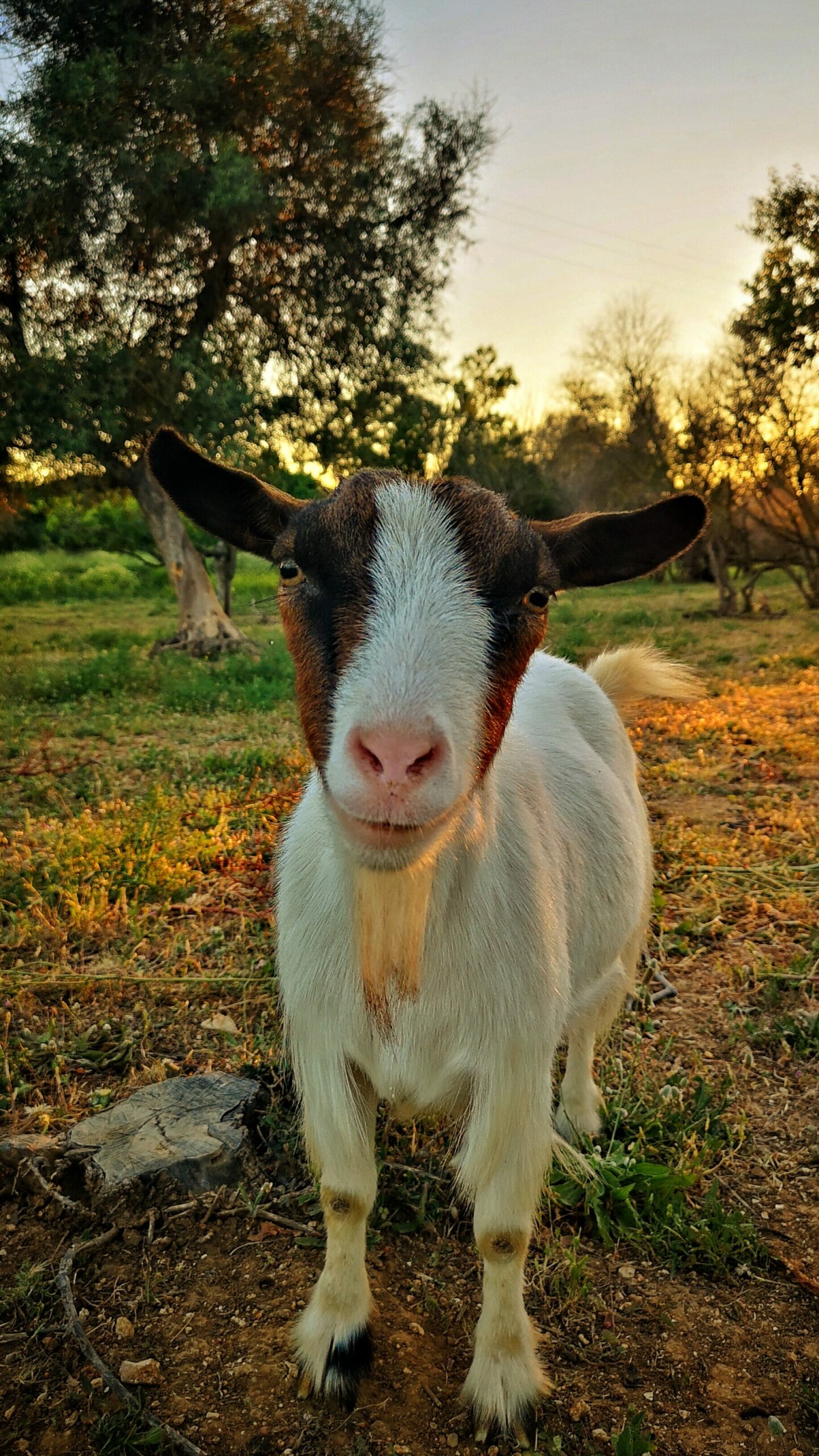 goat at Quinta Pomar