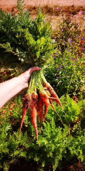 Harvesting carrots at Quinta Pomar